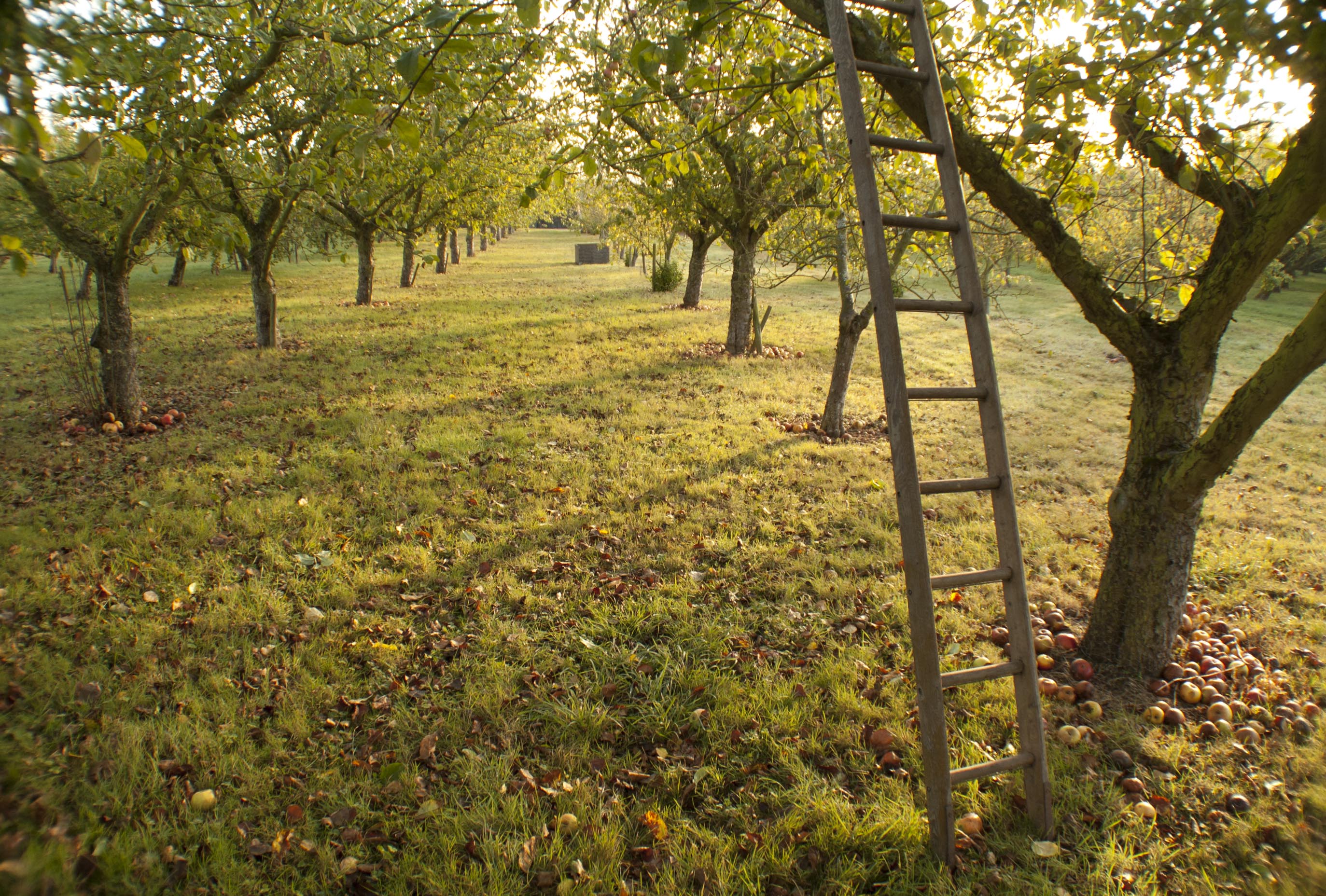 Dragon Orchard Putley